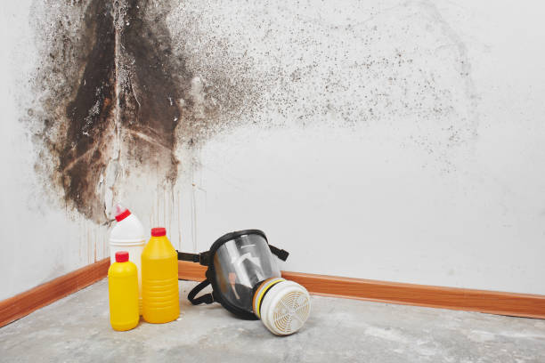 Professional Mold Removal in Little Cypress, TX