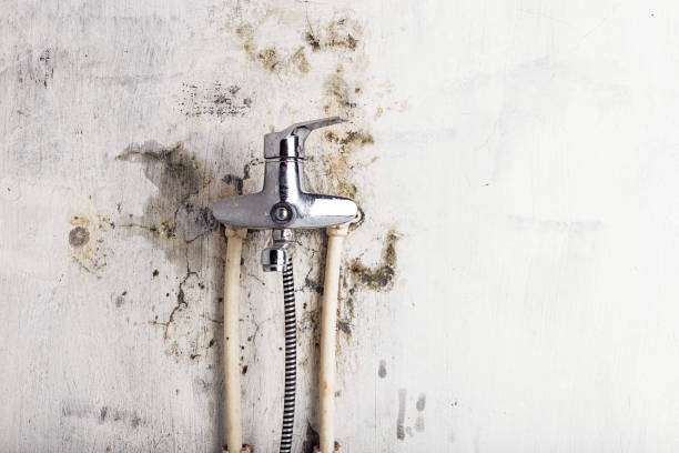 Best Emergency Mold Removal  in Little Cypress, TX