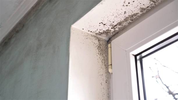 Best Crawl Space Mold Removal  in Little Cypress, TX