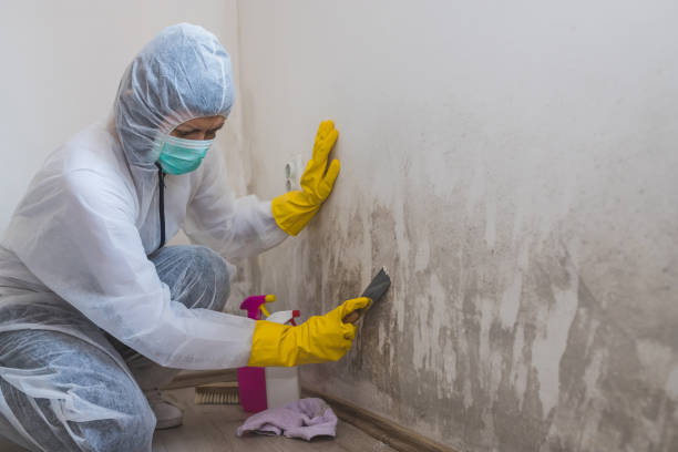 Best Office Mold Removal Services  in Little Cypress, TX