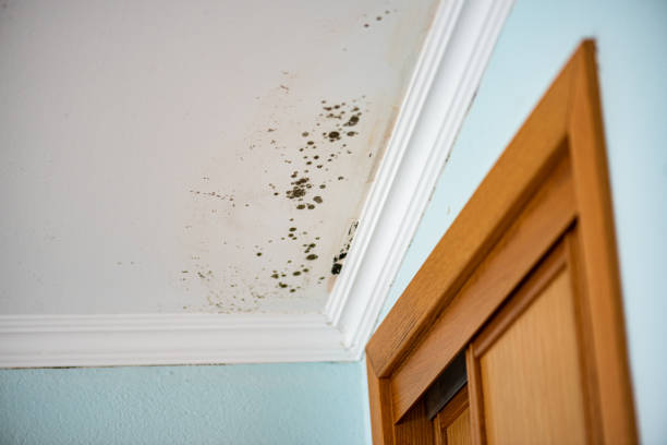Water Damage Restoration in Little Cypress, TX