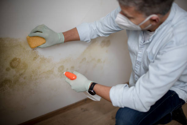 Best Attic Mold Removal  in Little Cypress, TX