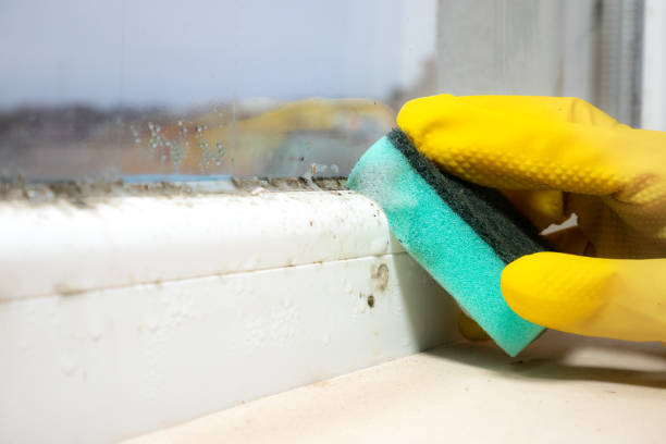 Best Fast Mold Removal  in Little Cypress, TX