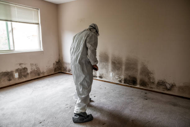 Best Professional Mold Removal  in Little Cypress, TX