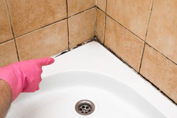 Best Best Mold Removal Companies  in Little Cypress, TX